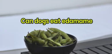 Can dogs eat edamame? How to serve edamame to dogs?