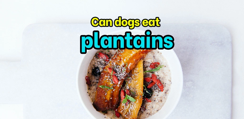 Can dogs eat plantains