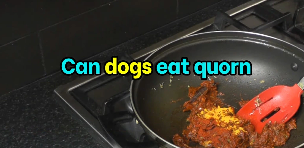 Can dogs eat quorn