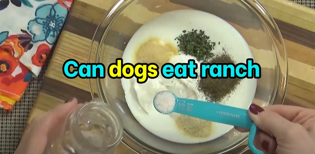 Can dogs eat ranch