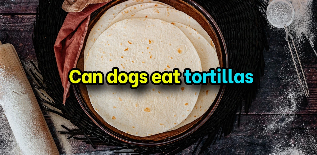 Can dogs eat tortillas