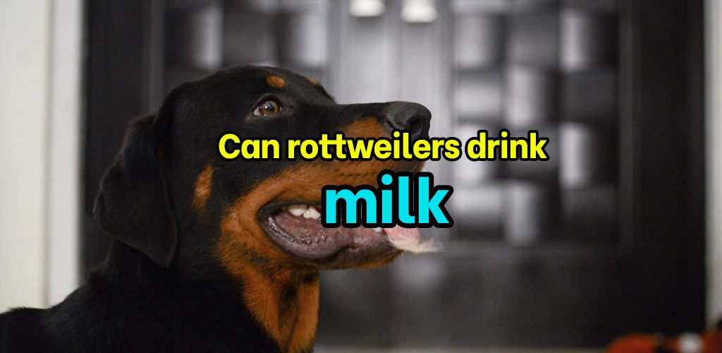 Can rottweilers drink milk