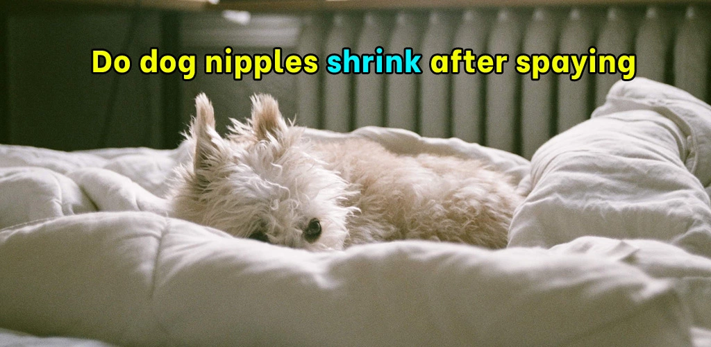 Do dog nipples shrink after spaying