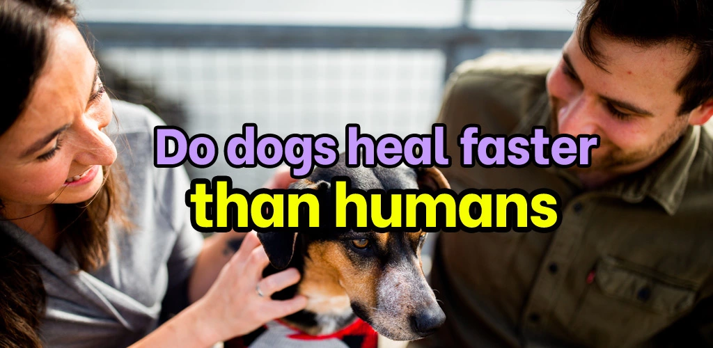 Do dogs heal faster than humans