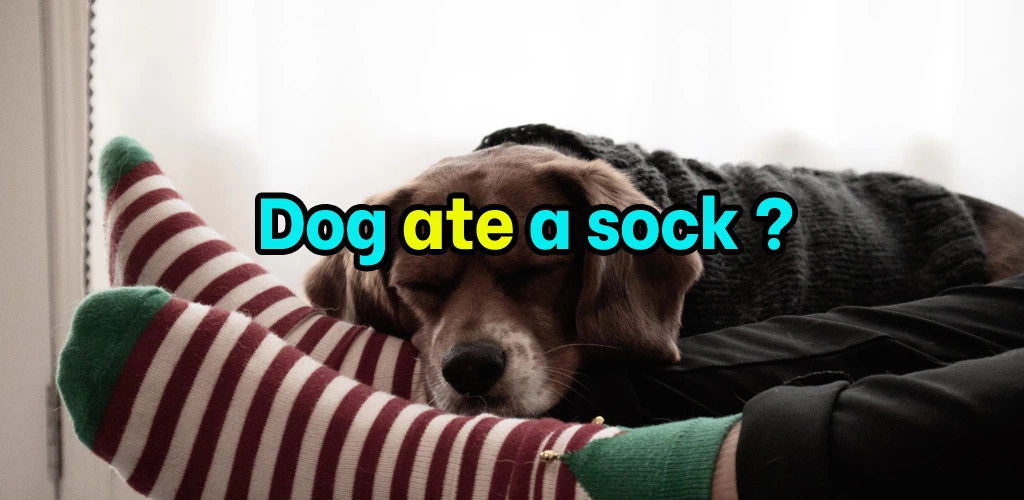 Dog ate a sock but is acting normal
