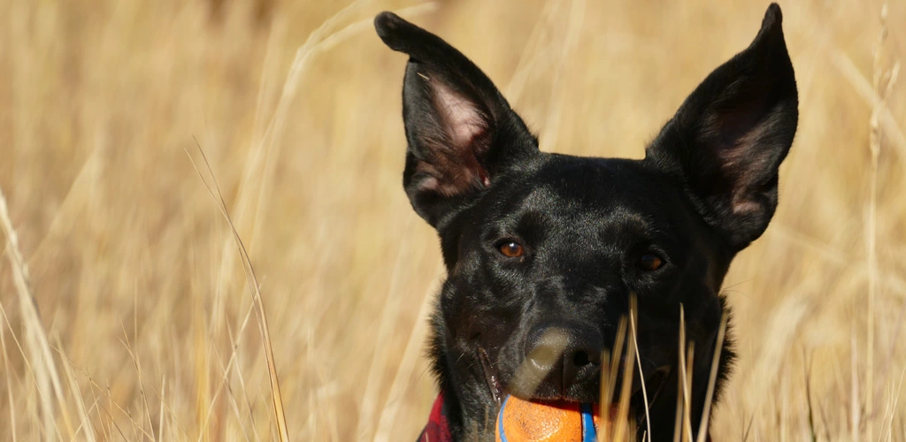 Dog limping after playing fetch