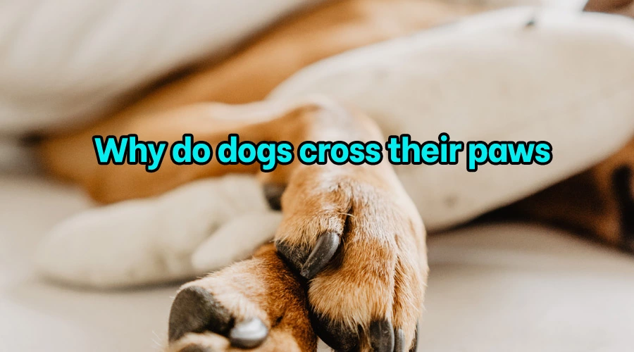 Why do dogs cross their paws