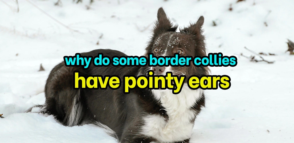 Why do some border collies have pointy ears
