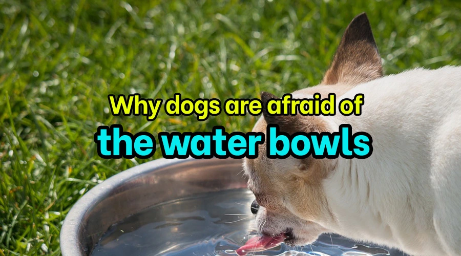Why dogs are afraid of the water bowls
