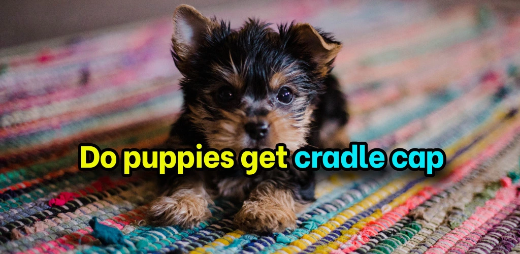 Do puppies get cradle cap