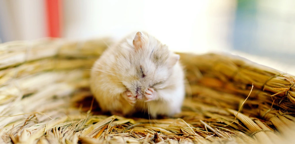 Is aspen bedding safe for hamsters