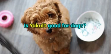Is Yakult Good for Dogs? The Benefits & Risks of Feeding