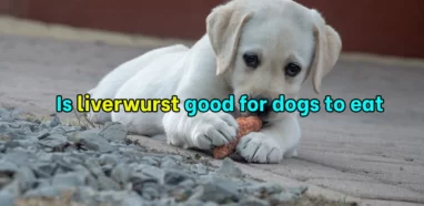 Is liverwurst good for dogs to eat