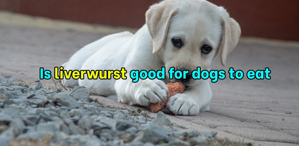 Is liverwurst good for dogs to eat