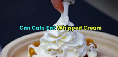 Can Cats Eat Whipped Cream