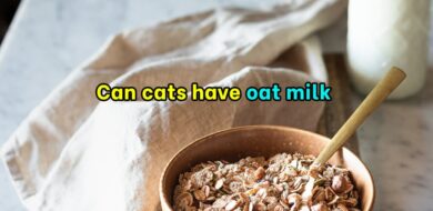 Can Cats Have Oat Milk
