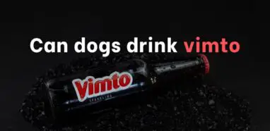 Can dogs drink vimto