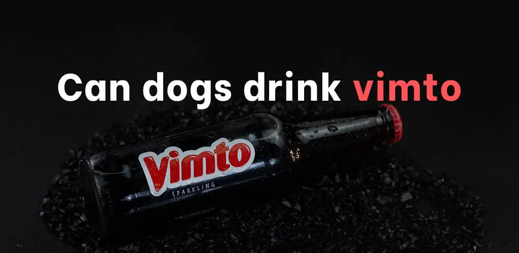 Can dogs drink vimto