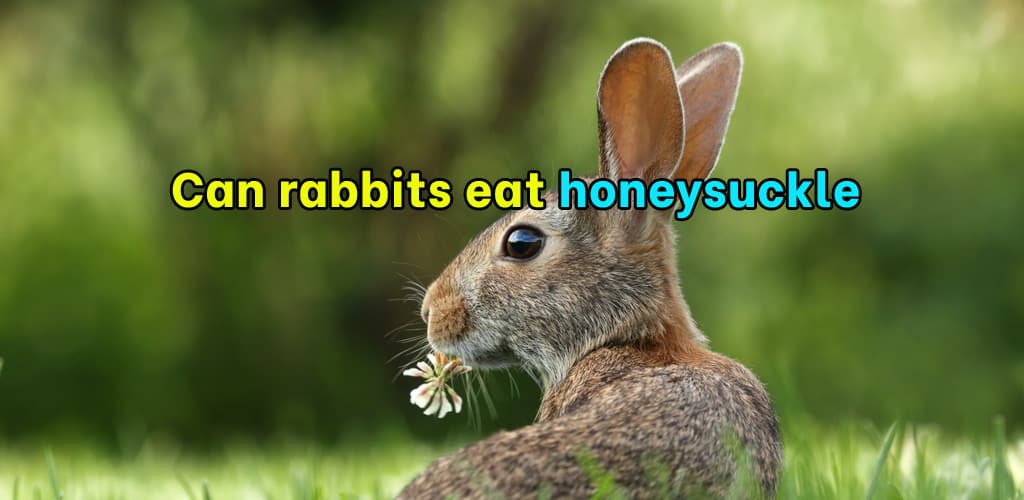 Can rabbits eat honeysuckle