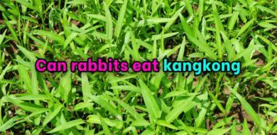 Can rabbits eat kangkong