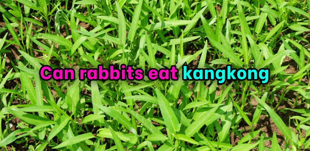 Can rabbits eat kangkong