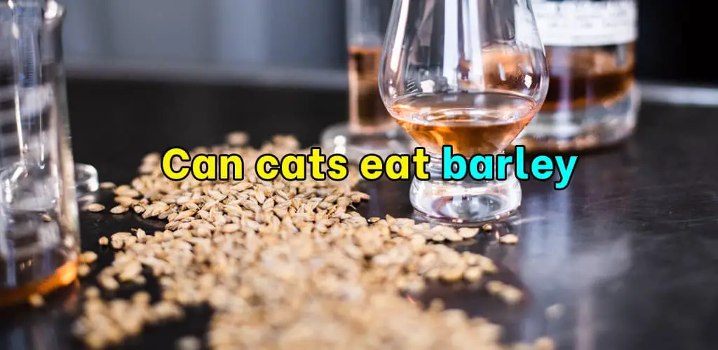 Can cats eat barley