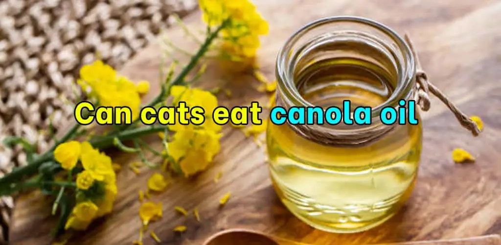 Can cats eat canola oil