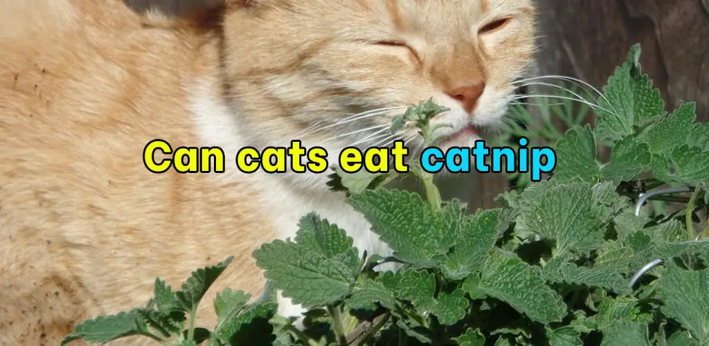 Can cats eat catnip
