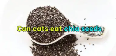 Can cats eat chia seeds?