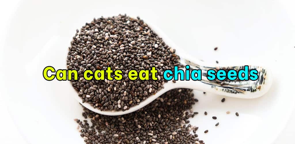 Can cats eat chia seeds