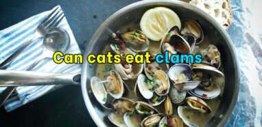 Can cats eat clams?