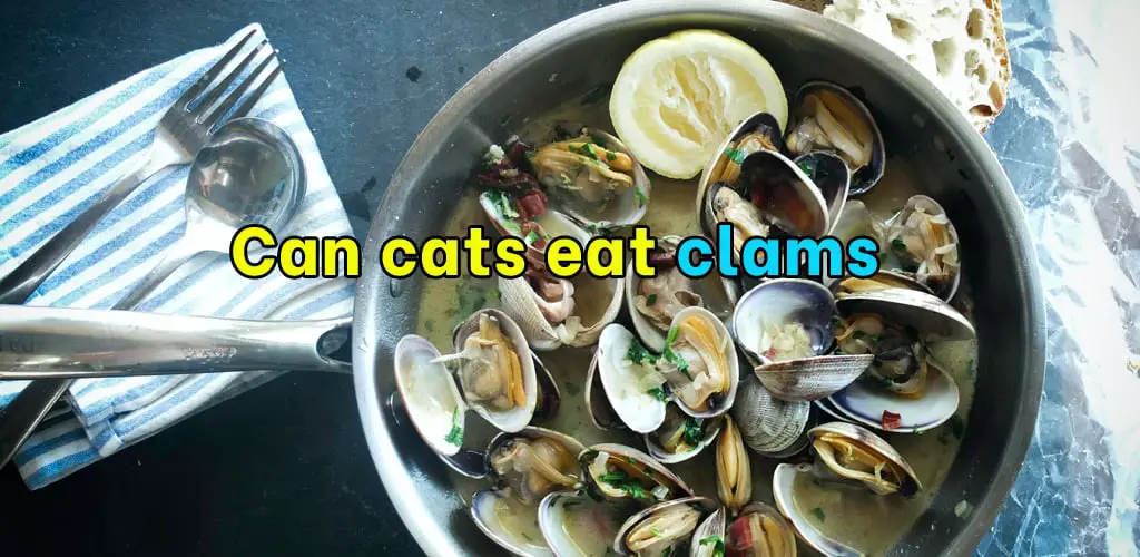 Can cats eat clams