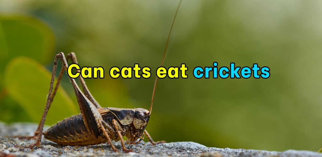 Can cats eat crickets