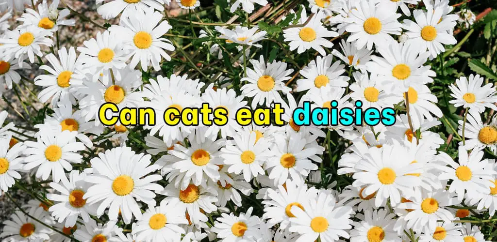 Can cats eat daisies