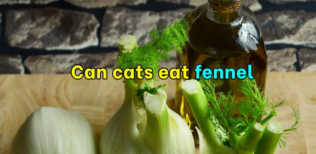 Can cats eat fennel