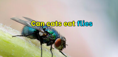 Can cats eat flies?