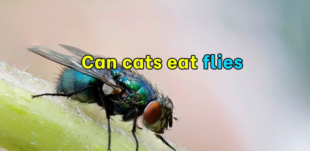 Can cats eat flies