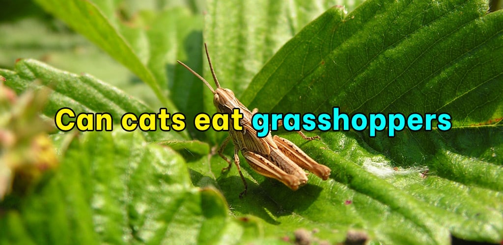 Can cats eat grasshoppers