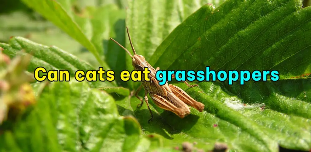 Can cats eat grasshoppers