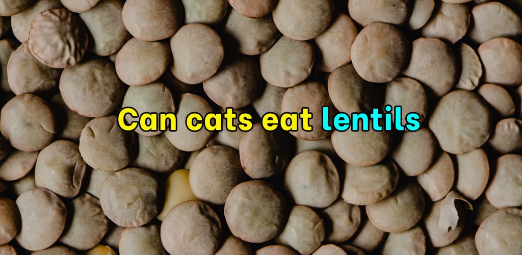 Can cats eat lentils