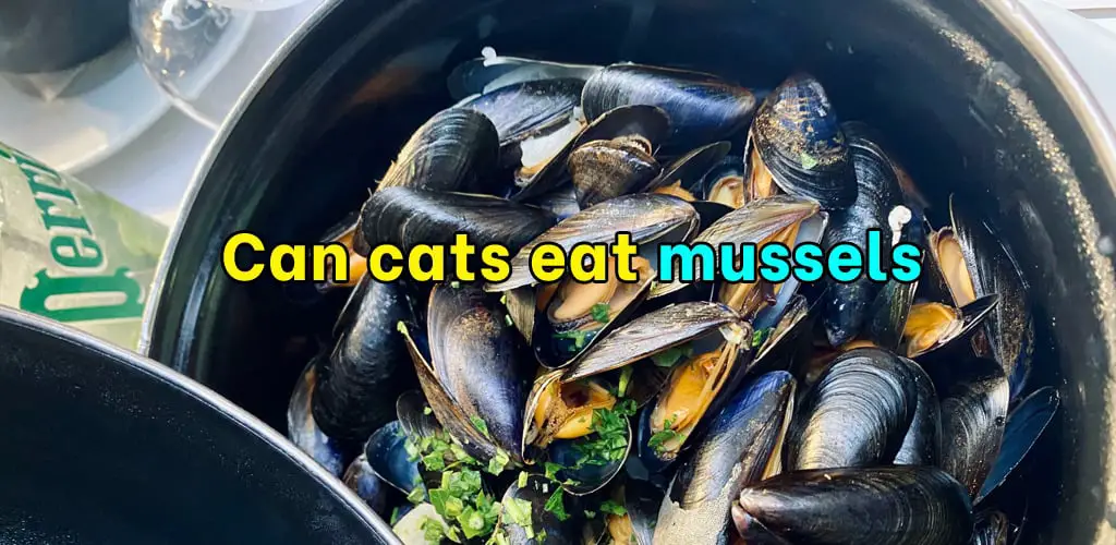 Can cats eat mussels