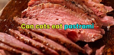 Can cats eat pastrami