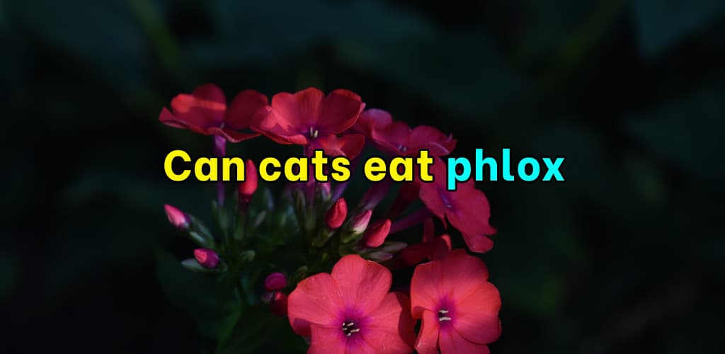 Can cats eat phlox