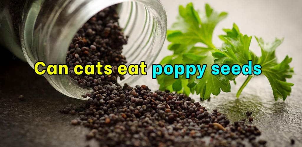 Can cats eat poppy seeds