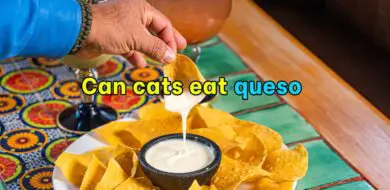 Can cats eat queso?