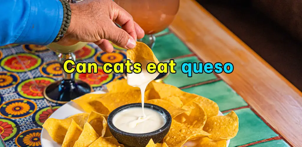 Can cats eat queso