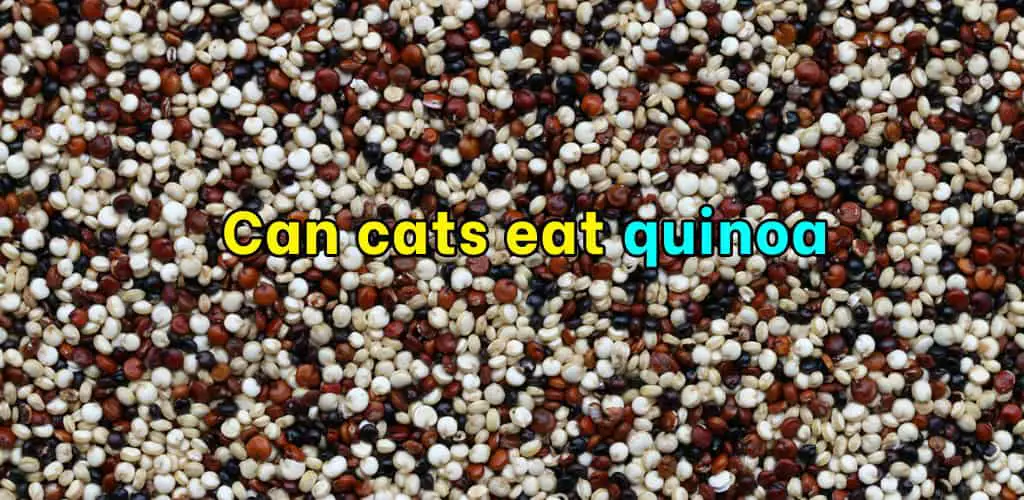 Can cats eat quinoa
