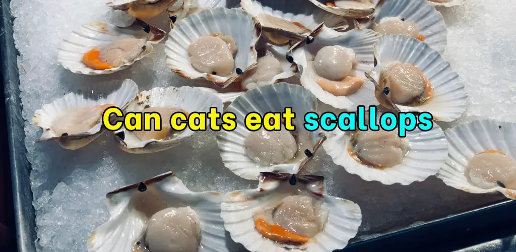 Can cats eat scallops
