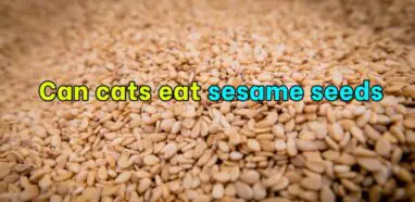 Can cats eat sesame seeds?