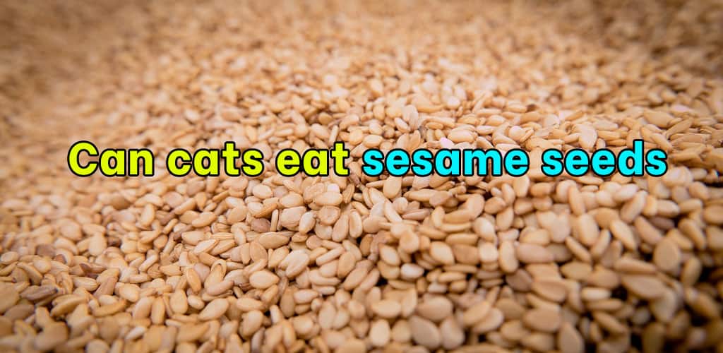 Can cats eat sesame seeds